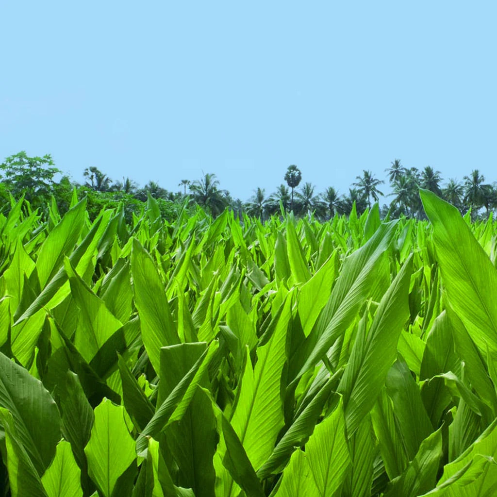 A Turmeric Field with clear skies